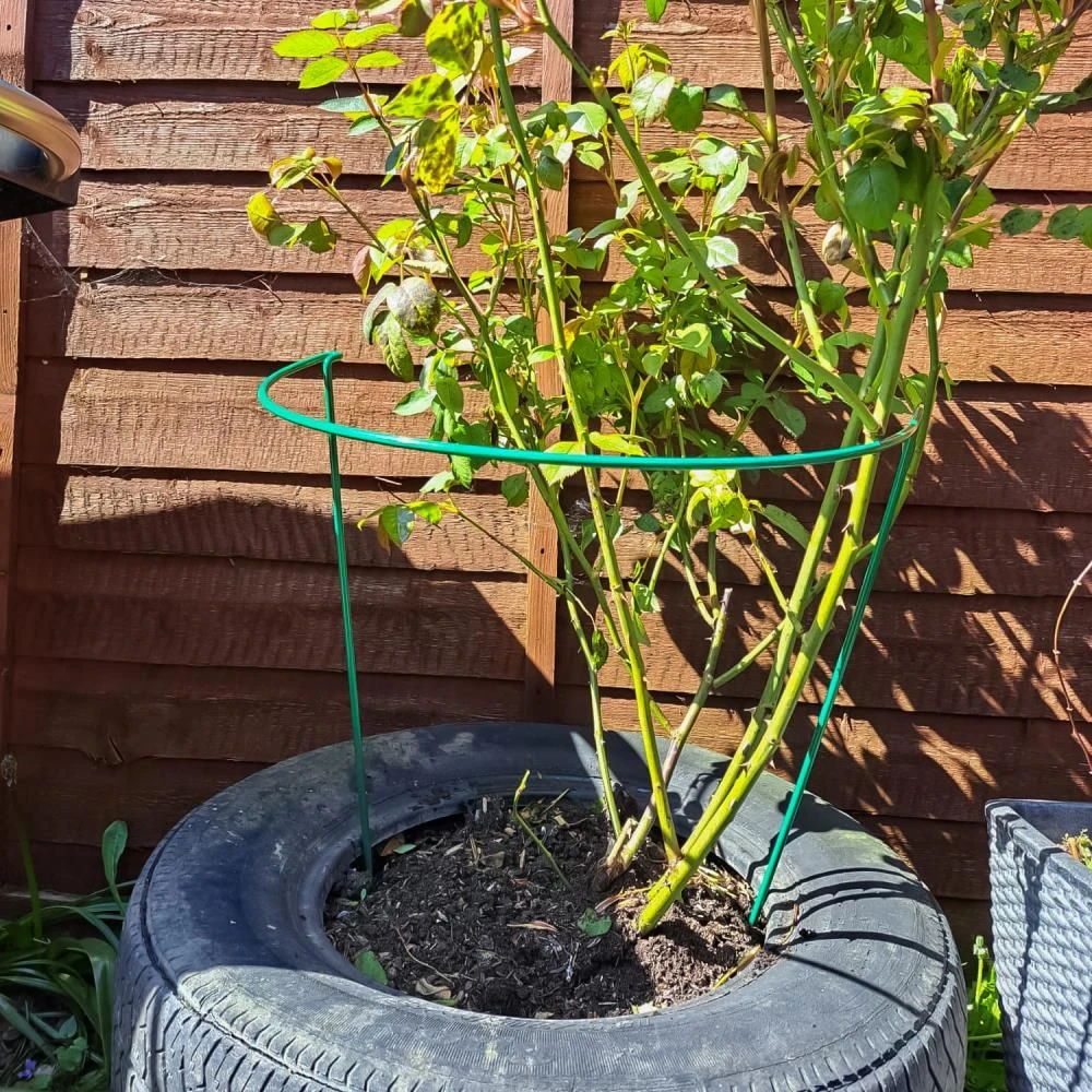 Woodside Steel Garden Plant Support Stakes, Half Round Flower Guard Cage (10 Pack) - Image 3