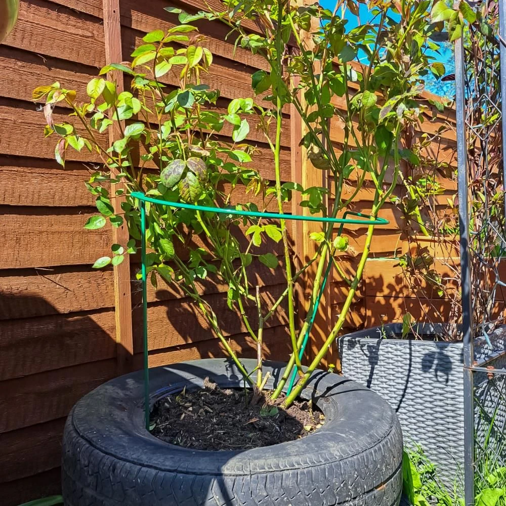 Woodside Steel Garden Plant Support Stakes, Half Round Flower Guard Cage (10 Pack) - Image 2