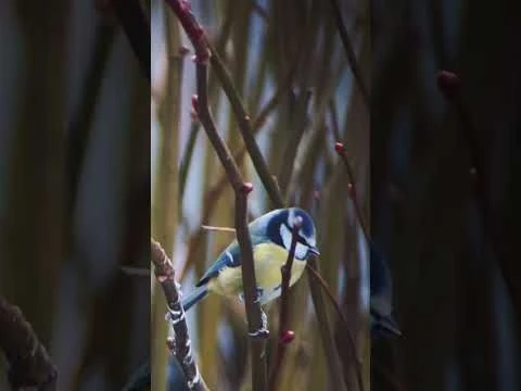 Woodside Waterproof Hunting/Photography BAK4 20-60x80 Spotting Scope + Accessories - Image 4